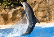 Loro Parque dolphin